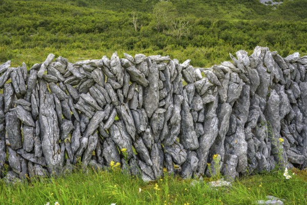 Stone wall in the karst landscape of the Burren, Keelhilla, Carran, County Clare, Ireland