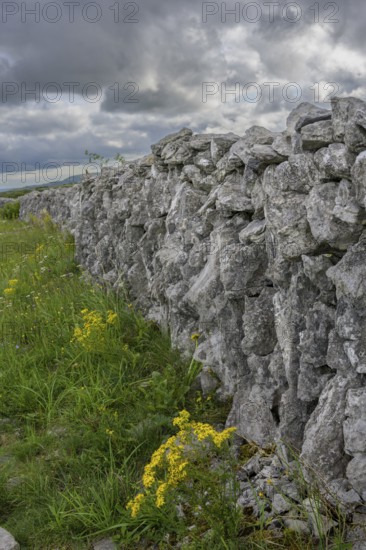 Stone wall in the karst landscape of the Burren, Keelhilla, Carran, County Clare, Ireland