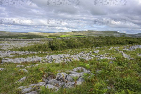 Hedge in the Karst Landscape of the Burren, Keelhilla, Carran, County Clare, Ireland