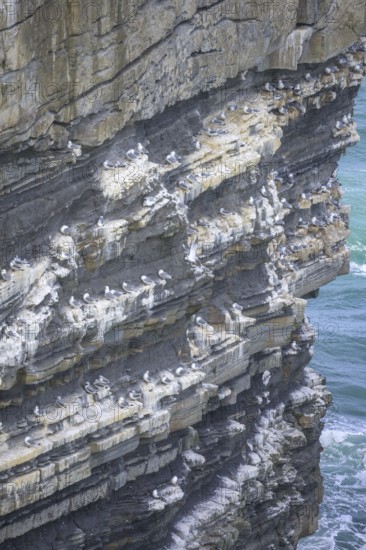Petrels nest at the Dun Briste Sea Stack at Downpatrick Head, Lackan, County Mayo, Ireland