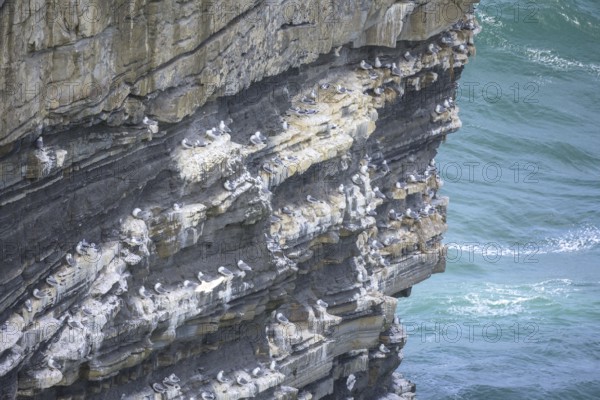 Petrels nest at the Dun Briste Sea Stack at Downpatrick Head, Lackan, County Mayo, Ireland