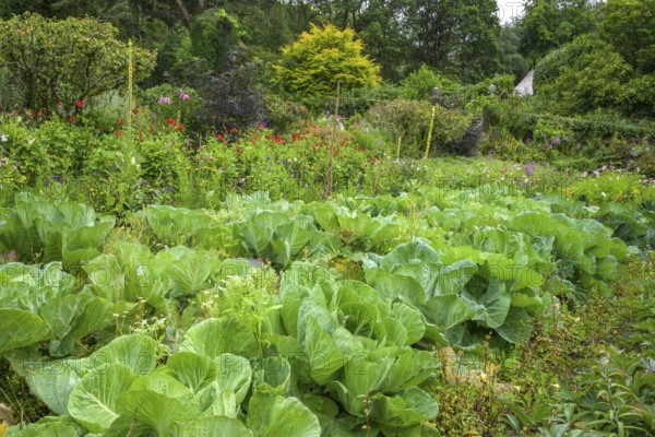 Growing vegetables in Castle Garden, Glenveagh National Park, Cross Roads, County Donegal, Ireland