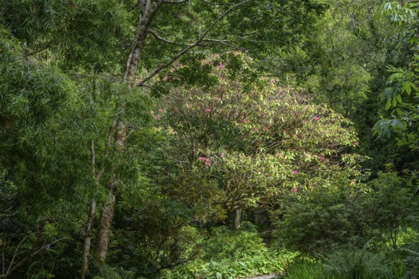 Blooming rhododendron in parkland near castle, Glenveagh National Park, Cross Roads, County Donegal, Ireland