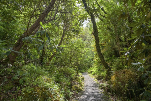 Hiking trail through forest and parkland near the castle, Glenveagh National Park, Cross Roads, County Donegal, Ireland