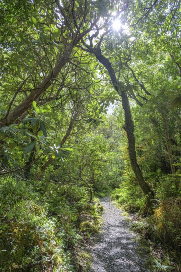 Hiking trail through forest and parkland near the castle, Glenveagh National Park, Cross Roads, County Donegal, Ireland