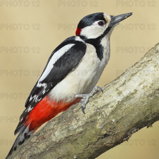 Great spotted woodpecker (Dendrocopos major), male, sitting on a branch, wildlife, animals, birds, woodpeckers, Wilnsdorf, North Rhine-Westphalia, Germany