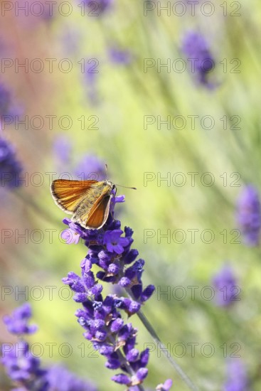 Large skipper (Ochlodes venatus), collecting nectar from a flower of Common lavender (Lavandula angustifolia), close-up, macro photograph, Wilnsdorf, North Rhine-Westphalia, Germany