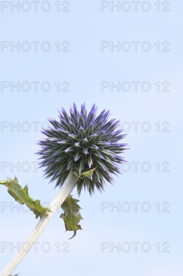 Blue globe thistle (Echinops ritro), flower, high-key image, ornamental plant in a garden, Wilnsdorf, North Rhine-Westphalia, Germany