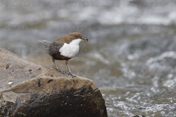 White-throated White-throated Dipper (Cinclus cinclus) standing with prey on a stone in the middle of a stream, the only native songbird that can also dive, wildlife, native nature, Wilnsdorf, North Rhine-Westphalia, Germany