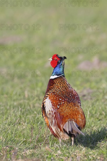 Pheasant, hunting pheasant (Phasianus colchicus), adult male bird in a meadow, wildlife, Lembruch, Ochsen Moor, Dümmer nature park Park, Lower Saxony, Germany