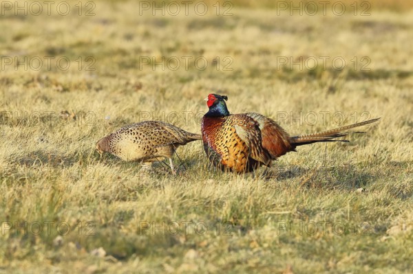 Pheasant, hunting pheasant (Phasianus colchicus), adult cock with hen in a meadow, wildlife, Lembruch, Ochsen Moor, Dümmer nature park Park, Lower Saxony, Germany
