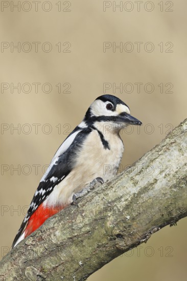 Great spotted woodpecker (Dendrocopos major), male, sitting on a branch, wildlife, animals, birds, woodpeckers, Wilnsdorf, North Rhine-Westphalia, Germany