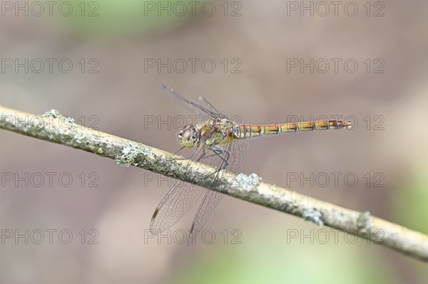 Common Darter (Sympetrum striolatum), female on a branch, close-up, Wilnsdorf, North Rhine-Westphalia, Germany