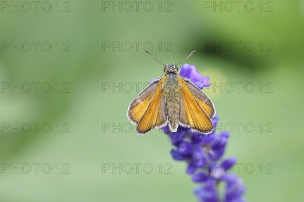 Large skipper (Ochlodes venatus), collecting nectar from a flower of Common lavender (Lavandula angustifolia), close-up, macro photograph, Wilnsdorf, North Rhine-Westphalia, Germany