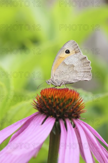 Meadow Brown (Maniola jurtina), collecting nectar from a flower of the purple coneflower (Echinacea purpurea), beautiful bokeh in the background, wildlife, insects, butterflies, butterfly, close-up, macro shot, Wilnsdorf, North Rhine-Westphalia, Germany