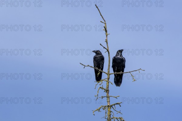 A pair of common ravens (Corvus corax) sitting in the crown of a dead spruce tree, tree top, pair, cropped, Denmark