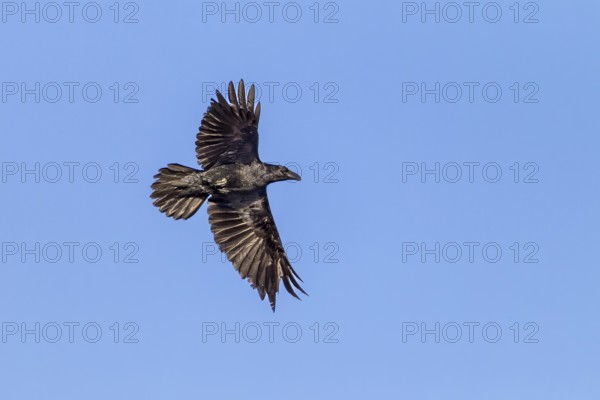 Raven (Corvus corax) in flight, flight photo, Germany