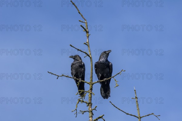 While one raven (Corvus corax) seems to have a lot to tell, the other just seems to be enjoying the late summer sun, tree top, pair, cropped, Denmark