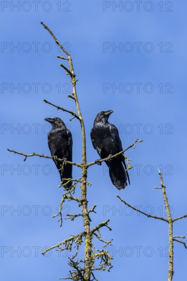 To my astonishment, the pair of common ravens (Corvus corax) did not immediately take flight, tree top, pair, cropped, Denmark