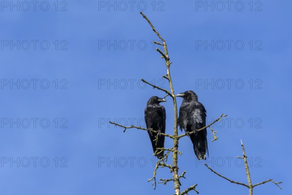 Whether this pair of common ravens (Corvus corax) are male and female cannot be determined, nor can the sexes be identified by size, tree top, pair, cropped, Denmark