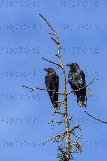 The pair of common ravens (Corvus corax) do not flee when I stop the car, perhaps they are two of this year's fledglings, treetop, pair, exposed, Denmark
