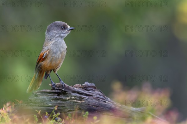 Unlucky jay (Perisoreus infaustus) among blueberries, autumn, autumn colours, Sweden