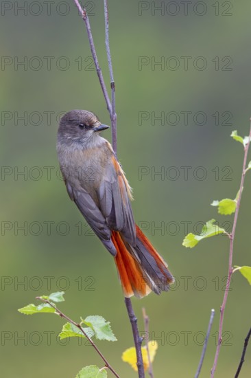 Eurasian jay (Perisoreus infaustus) foraging, acrobat, Sweden