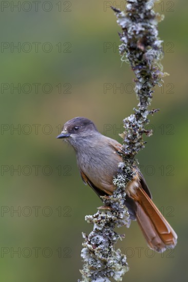 Bad luck jay (Perisoreus infaustus) on a branch with lichens, autumn, autumn colours, Sweden