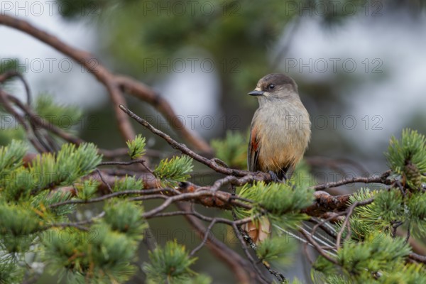 Bad-luck jay (Perisoreus infaustus) in a pine tree, Sweden