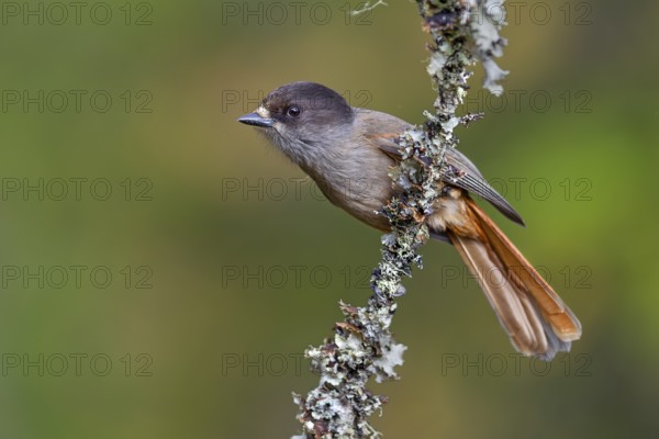 Lesser spotted jay (Perisoreus infaustus) in Sweden, autumn, autumn colours, lichens, Sweden