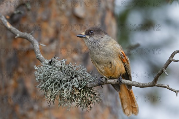 The breeding season of the Eurasian jay (Perisoreus infaustus) begins in February for populations living further south, while animals living further north start breeding in April at the latest