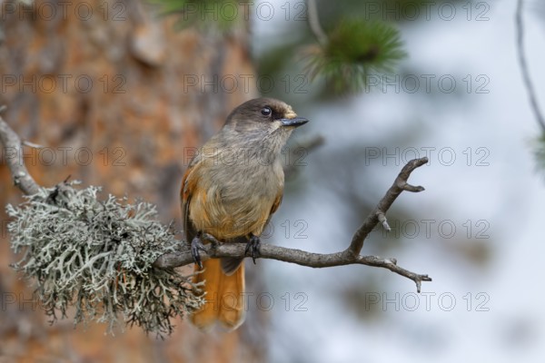 The unlucky jay (Perisoreus infaustus) likes to visit campsites and campfires to search for food scraps, lichens, Sweden