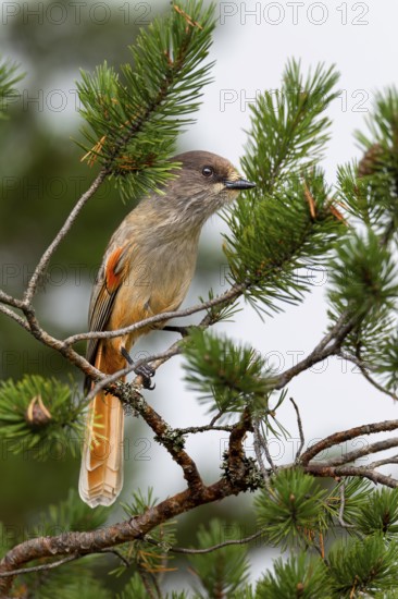 Bad-luck jay (Perisoreus infaustus) in a pine tree, Sweden