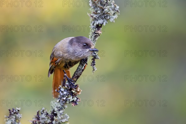 Bad luck jay (Perisoreus infaustus) on a branch with lichen, Sweden