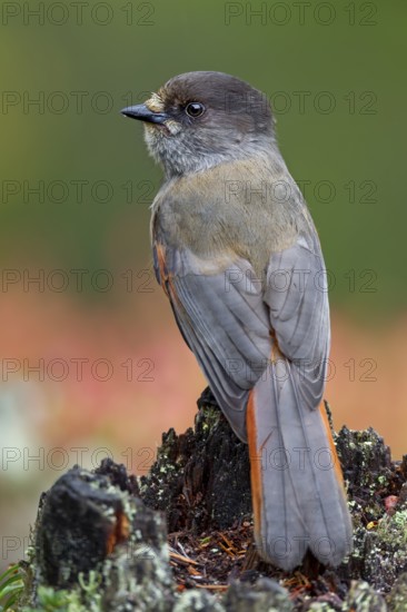 Unlucky jay (Perisoreus infaustus) in search of food, autumn, autumn colours, Sweden