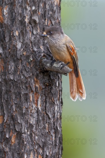 Bad-luck jay (Perisoreus infaustus) on the branch of a pine tree, Sweden