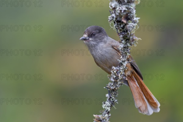 The home of the unlucky jay (Perisoreus infaustus) is the large coniferous forests of the northern hemisphere, autumn, autumn colours, lichens, Sweden