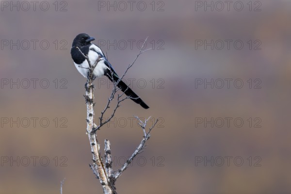 A magpie (Pica pica) in the Norwegian Dovrefjell National Park, perched lookout, Norway