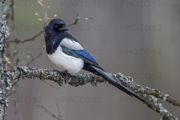 Magpie (Pica pica) sitting on a branch overgrown with lichen, Sweden
