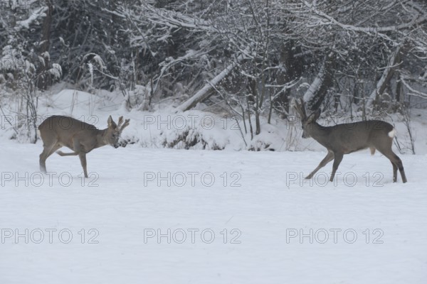 Roe deer (Capreolus capreolus) Bucks in velvet antlers sit with their forelegs in the snow on the meadow, imposing behaviour, Allgäu, Bavaria, Germany, Allgäu, Bavaria, Germany
