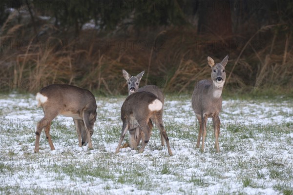 Roe deer (Capreolus capreolus) doe (left and right) and two buck fawns in the snow at the Kirrung on the meadow, Allgäu, Bavaria, Germany, Allgäu, Bavaria, Germany