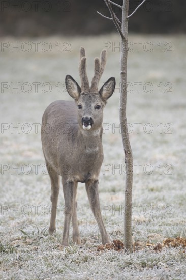Roe deer (Capreolus capreolus) buck with velvet antlers secured at the feeding station in the hoarfrost, Allgäu, Bavaria, Germany, Allgäu, Bavaria, Germany