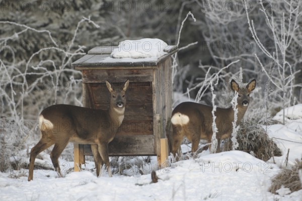 Roe deer (Capreolus capreolus) doe (left) with fawn in the snow during winter feeding in the forest, Allgäu, Bavaria, Germany, Allgäu, Bavaria, Germany