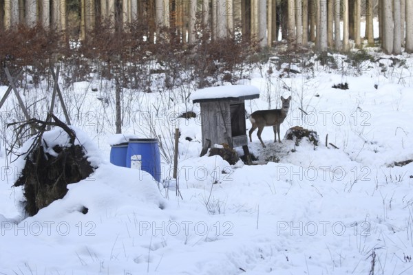 Roe deer (Capreolus capreolus) doe in the snow at the winter feeding in the forest, Allgäu, Bavaria, Germany, Allgäu, Bavaria, Germany