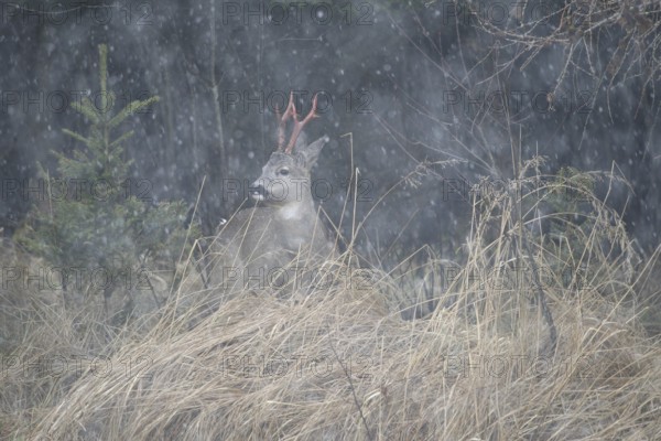 Roe deer (Capreolus capreolus) buck with freshly swept, still red antlers, secured in snowfall at the edge of the forest, Allgäu, Bavaria, Germany, Allgäu, Bavaria, Germany