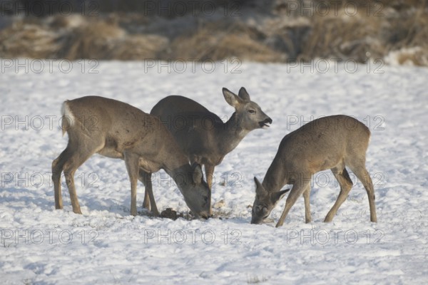 Roe deer (Capreolus capreolus) doe (left) with fawns in the snow at the feeding station in the meadow, Allgäu, Bavaria, Germany, Allgäu, Bavaria, Germany