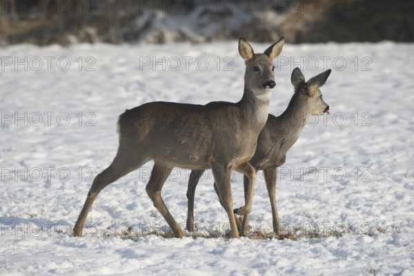 Roe deer (Capreolus capreolus) doe (front) with fawn in the snow on the meadow, Allgäu, Bavaria, Germany, Allgäu, Bavaria, Germany