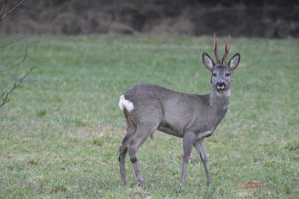 Roe deer (Capreolus capreolus) buck with freshly swept, still red antlers and bast remains at the Kirrung on the meadow, Allgäu, Bavaria, Germany, Allgäu, Bavaria, Germany
