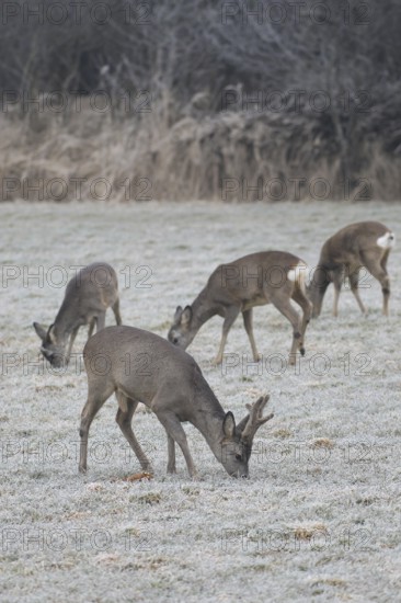Roe deer (Capreolus capreolus) buck in velvet antlers and female looking for food on the hoarfrost meadow, Allgäu, Bavaria, Germany, Allgäu, Bavaria, Germany