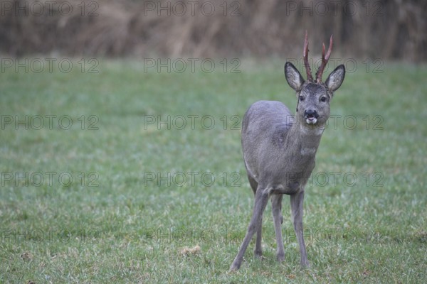 Roe deer (Capreolus capreolus) buck with freshly swept, still red antlers and bast remains secured on the meadow, Allgäu, Bavaria, Germany, Allgäu, Bavaria, Germany
